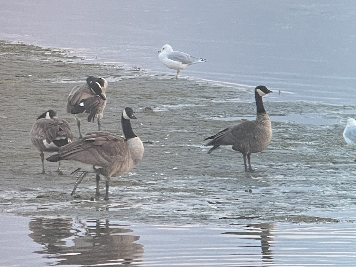 Cackling/Canada Goose - ML641804537