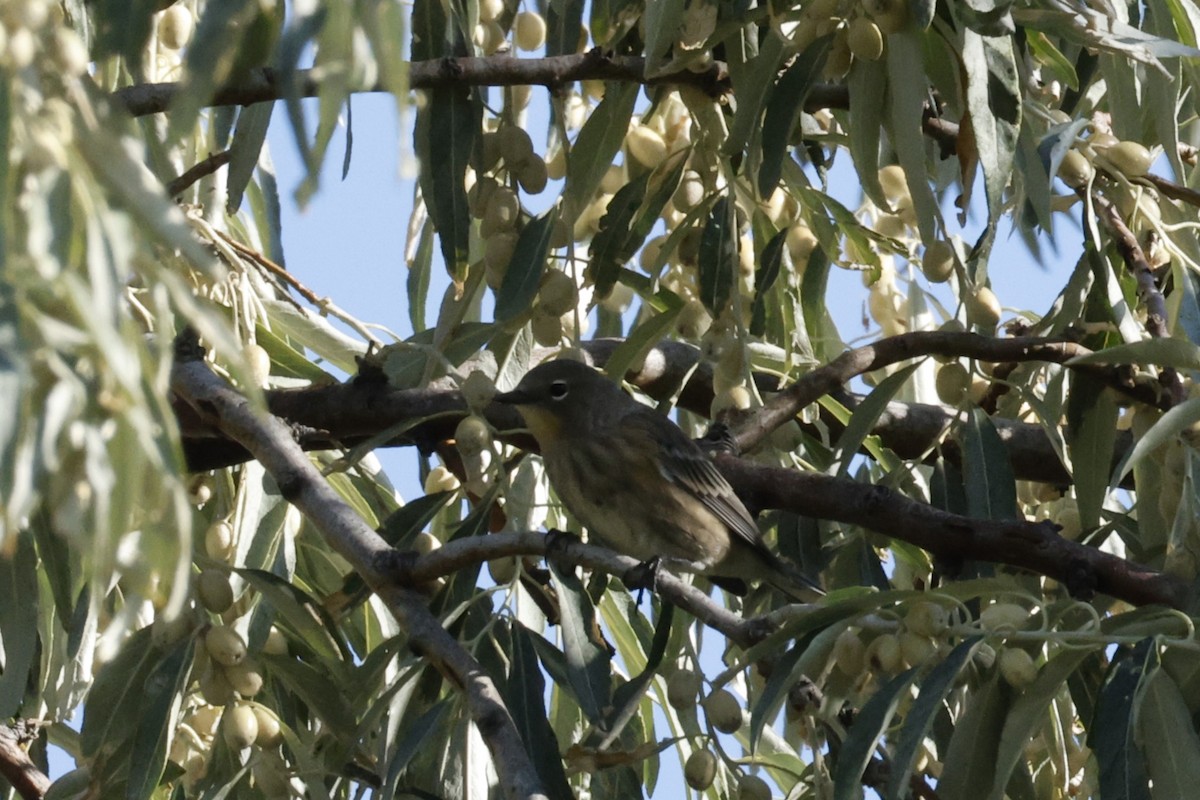 Yellow-rumped Warbler - ML641804551