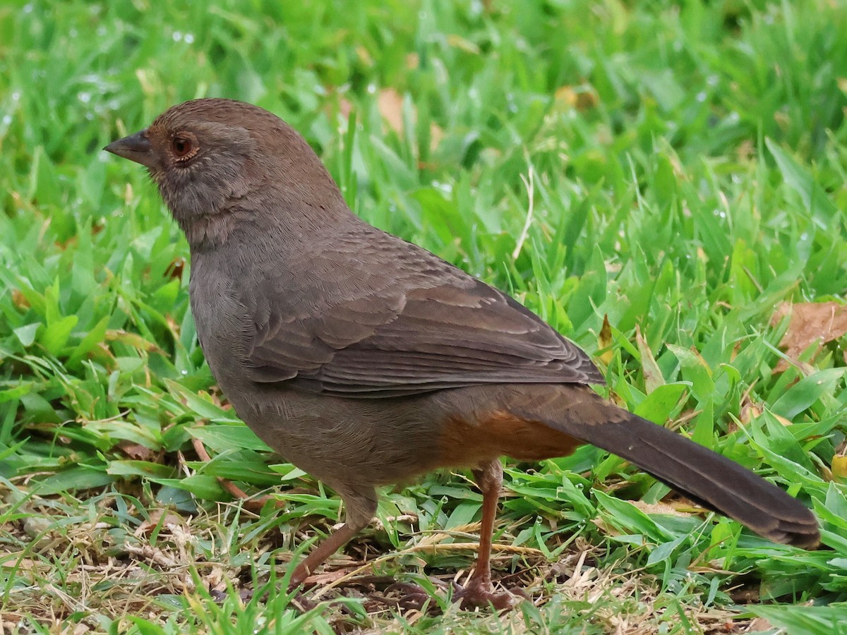 California Towhee - ML641804553
