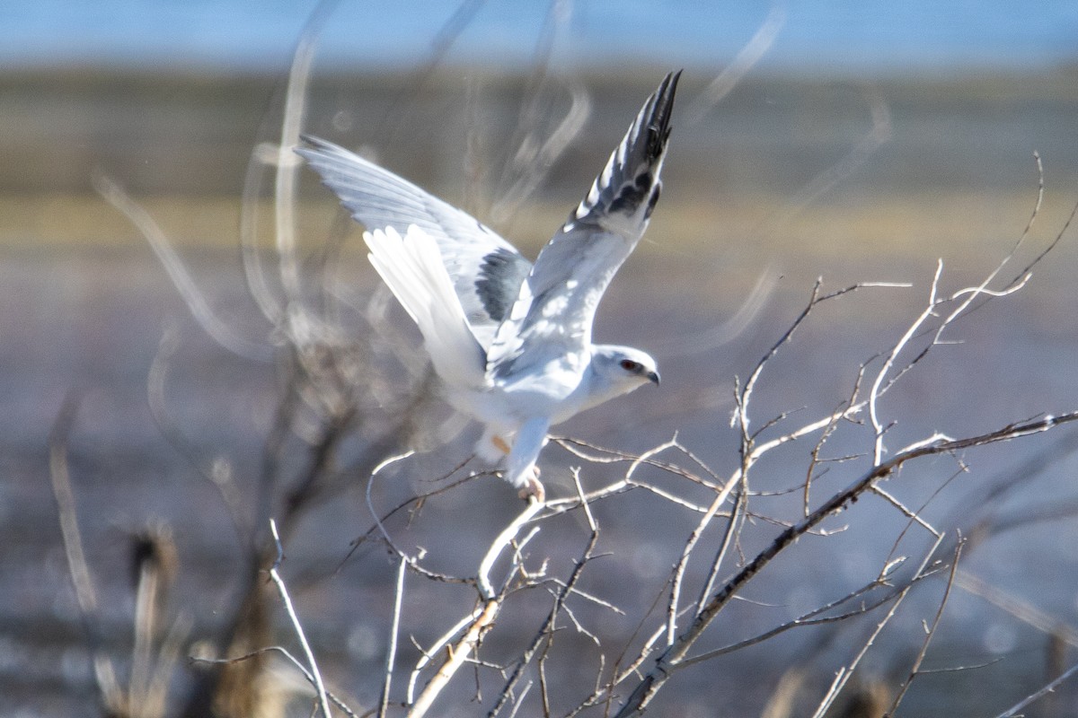 White-tailed Kite - ML641804556