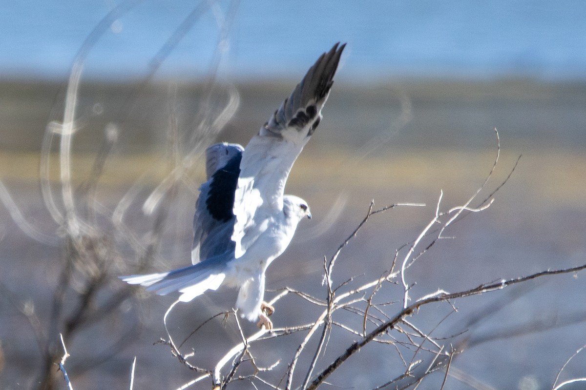 White-tailed Kite - ML641804557
