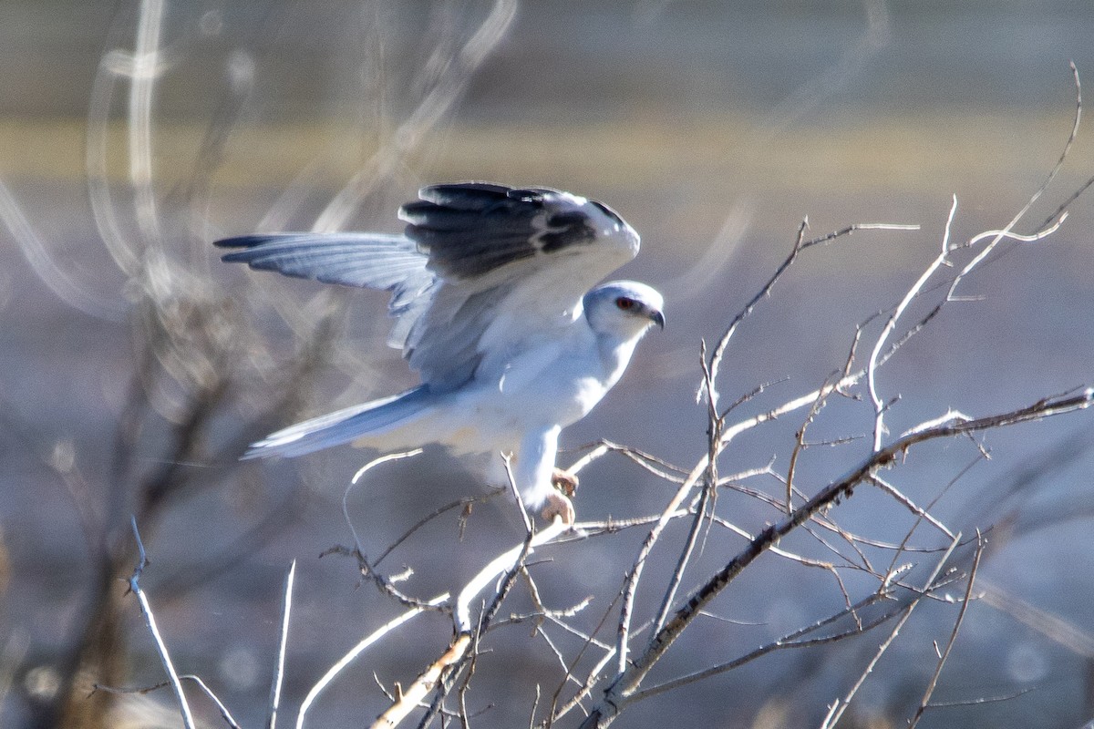 White-tailed Kite - ML641804558