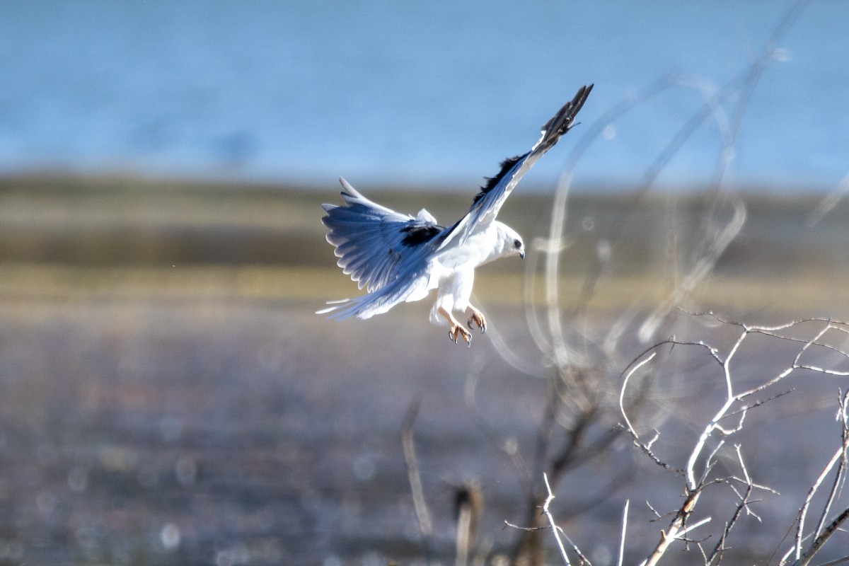 White-tailed Kite - ML641804559