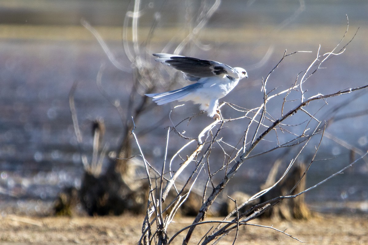 White-tailed Kite - ML641804560