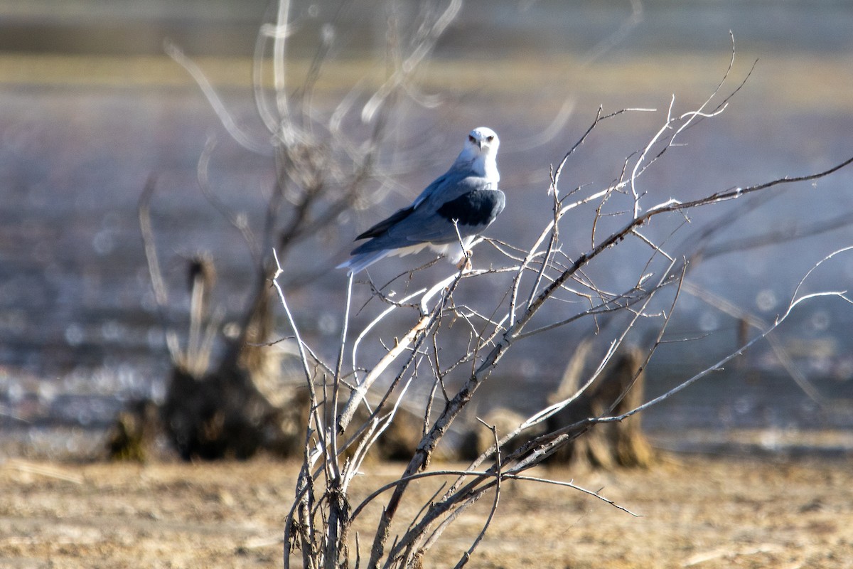White-tailed Kite - ML641804561