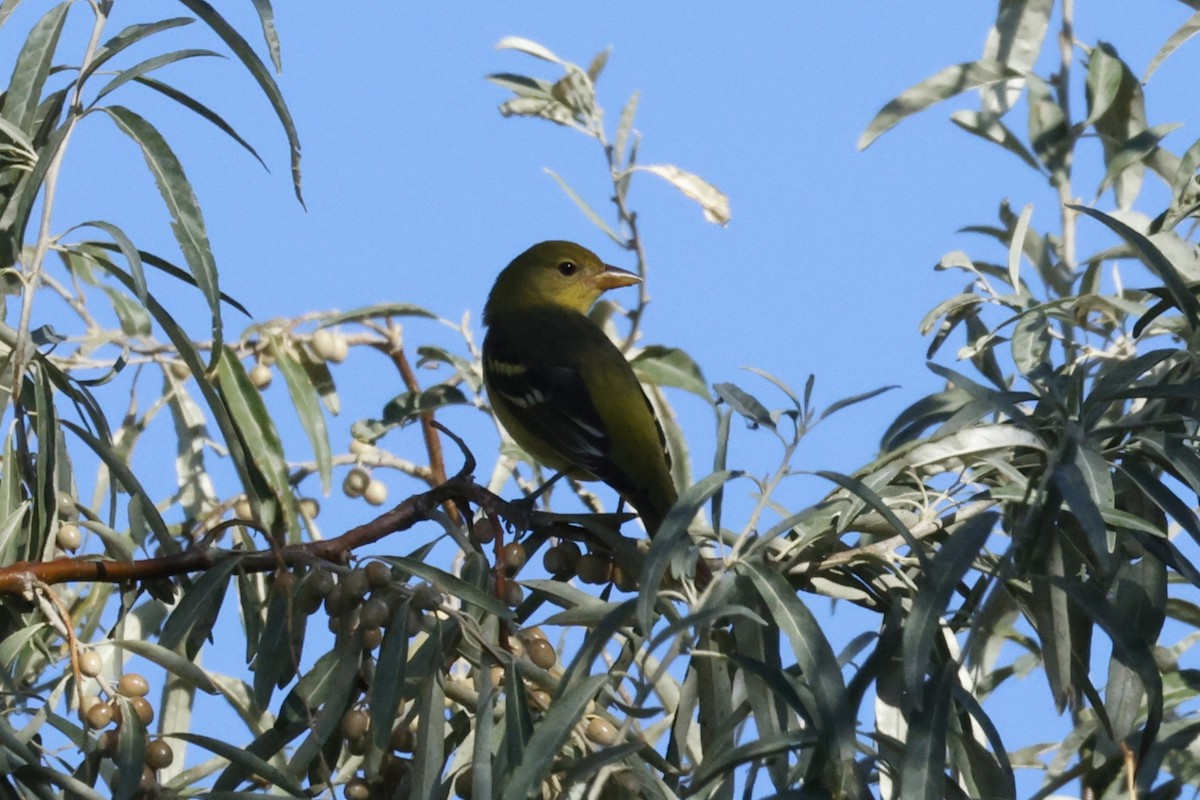 Western Tanager - ML641804564
