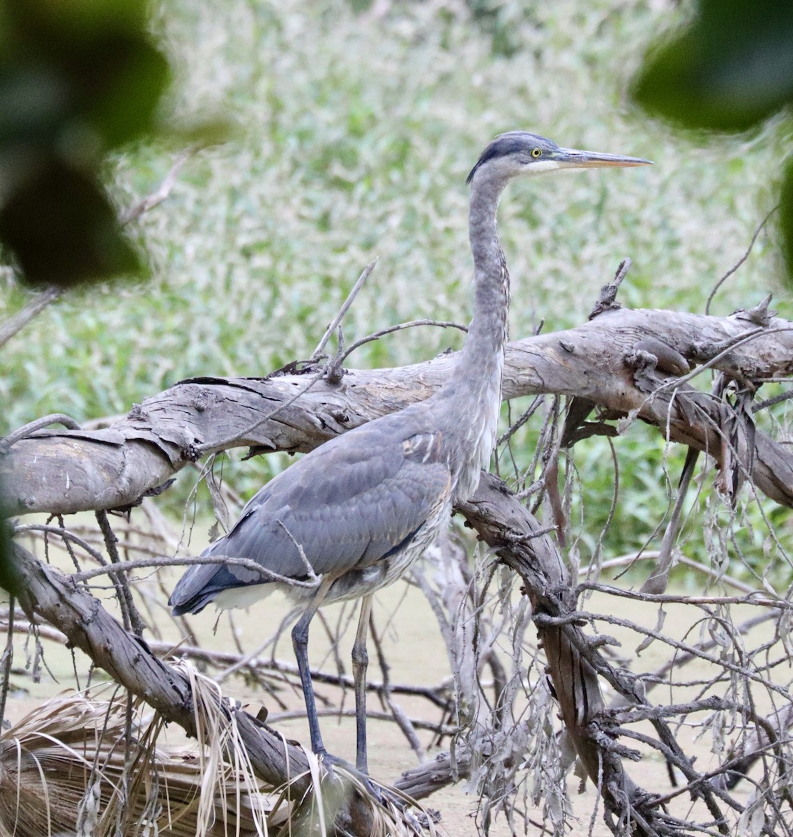 Great Blue Heron - ML641804580