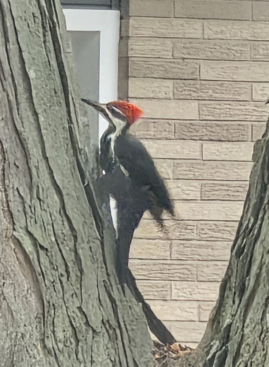 Pileated Woodpecker - ML641804586