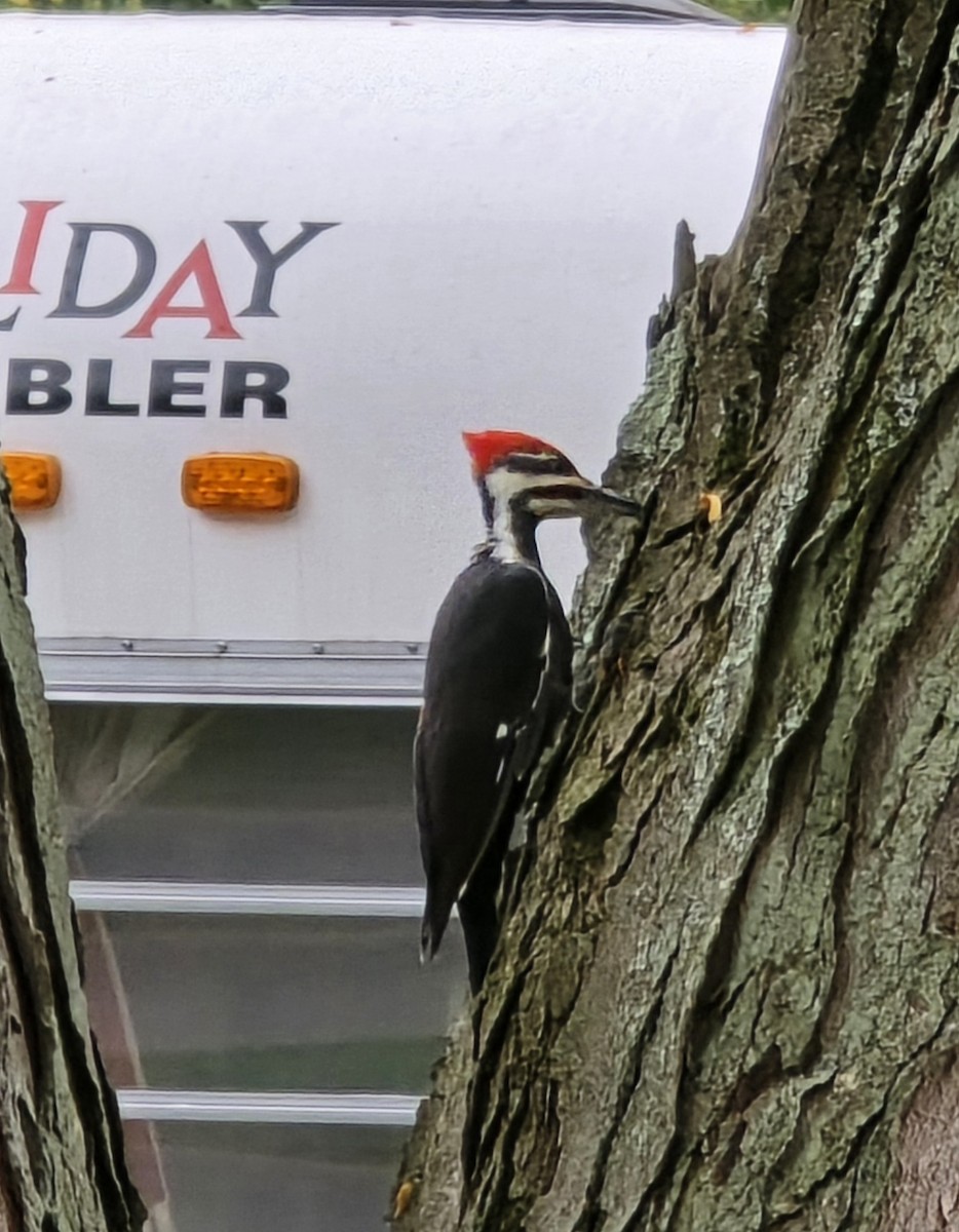 Pileated Woodpecker - ML641804587
