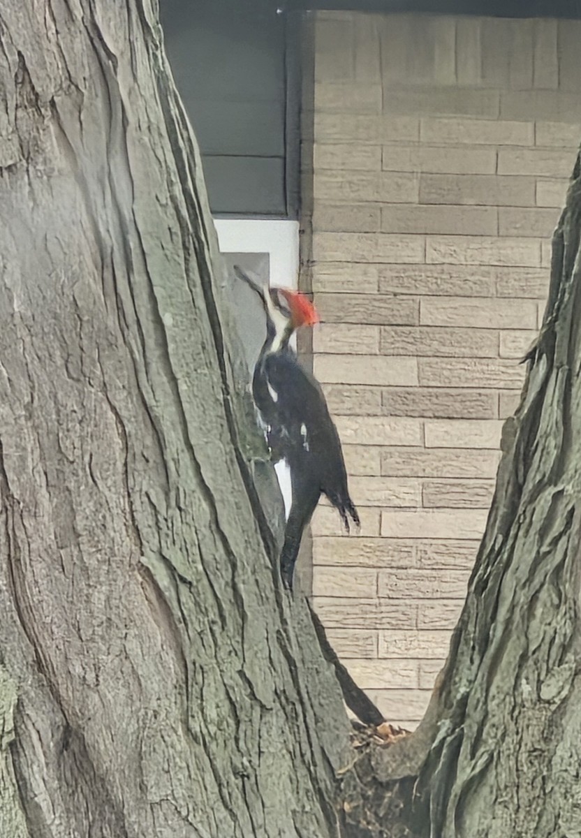 Pileated Woodpecker - ML641804588