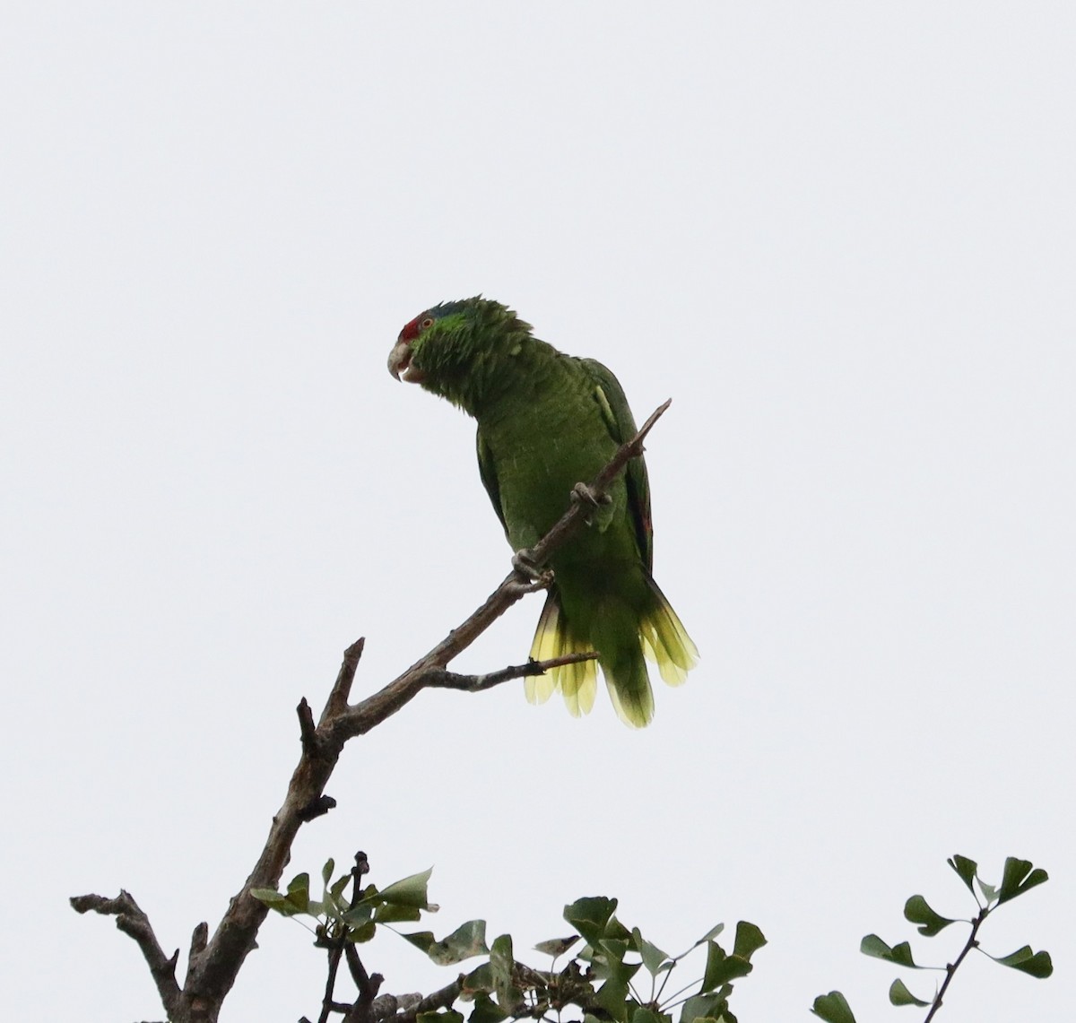 メキシコアカボウシインコ - ML641804619