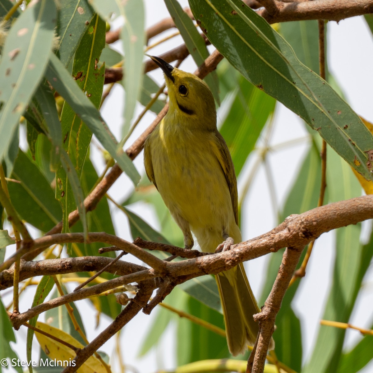 Yellow-tinted Honeyeater - ML641804631