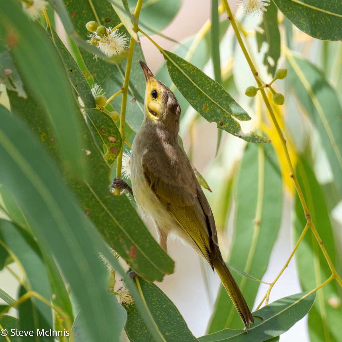 Yellow-tinted Honeyeater - ML641804632