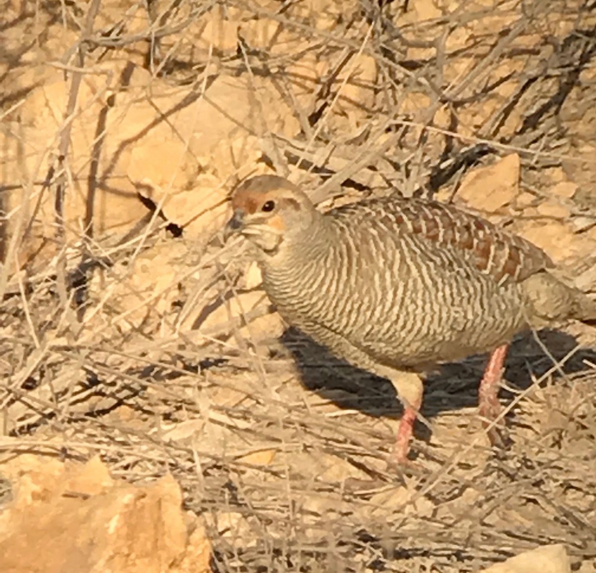 Gray Francolin - ML641804636