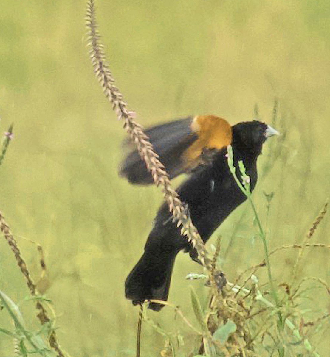 Fan-tailed Widowbird - ML641804642