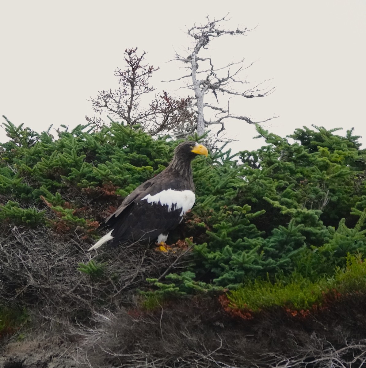 Steller's Sea-Eagle - ML641804645
