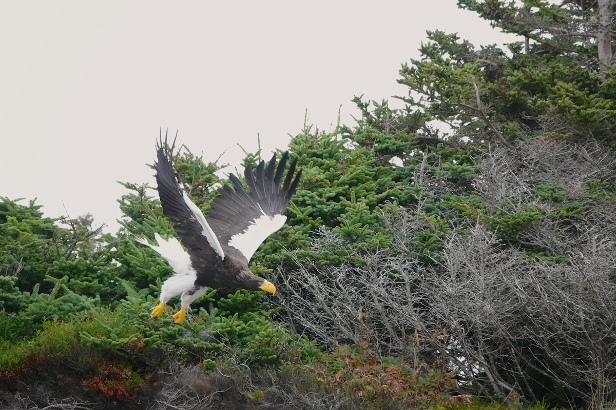Steller's Sea-Eagle - ML641804653