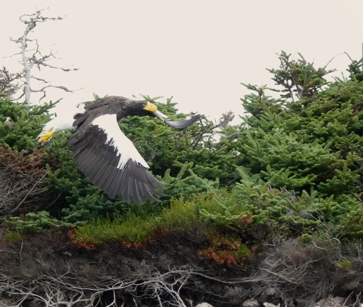 Steller's Sea-Eagle - ML641804669