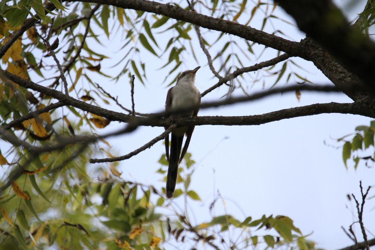 Yellow-billed Cuckoo - ML641804682