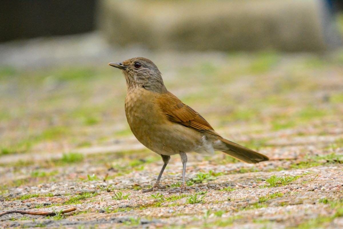Pale-breasted Thrush - ML641804683