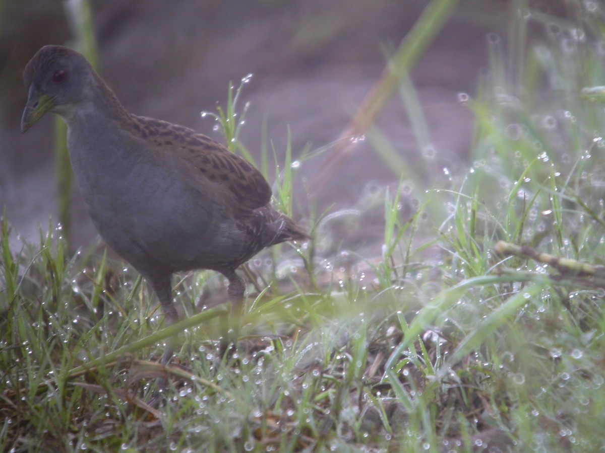 Ash-throated Crake - ML641804713