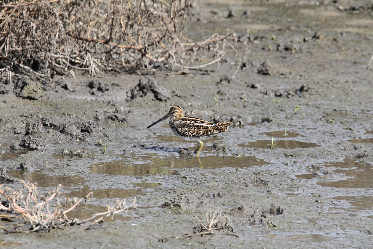 Wilson's Snipe - ML641804718