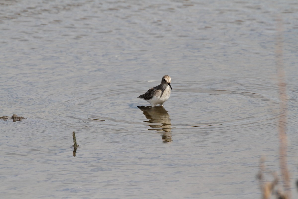 Least Sandpiper - ML641804729