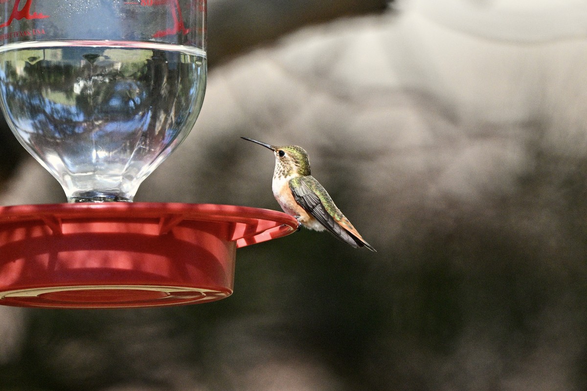 Rufous Hummingbird - ML641804731