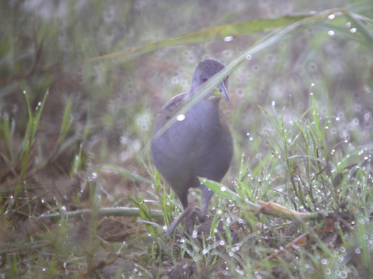 Ash-throated Crake - ML641804732