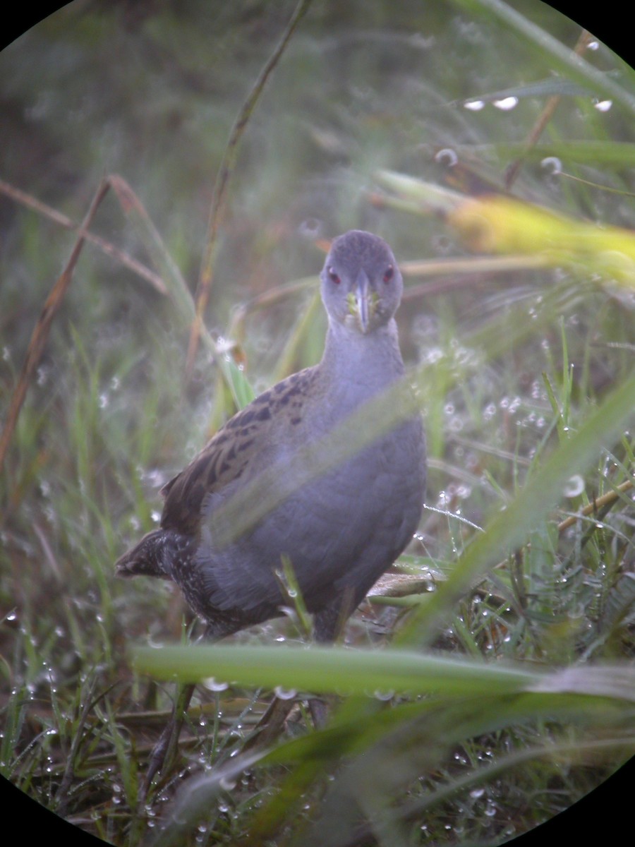 Ash-throated Crake - ML641804745