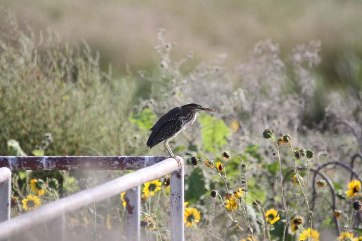 Green Heron - ML641804748