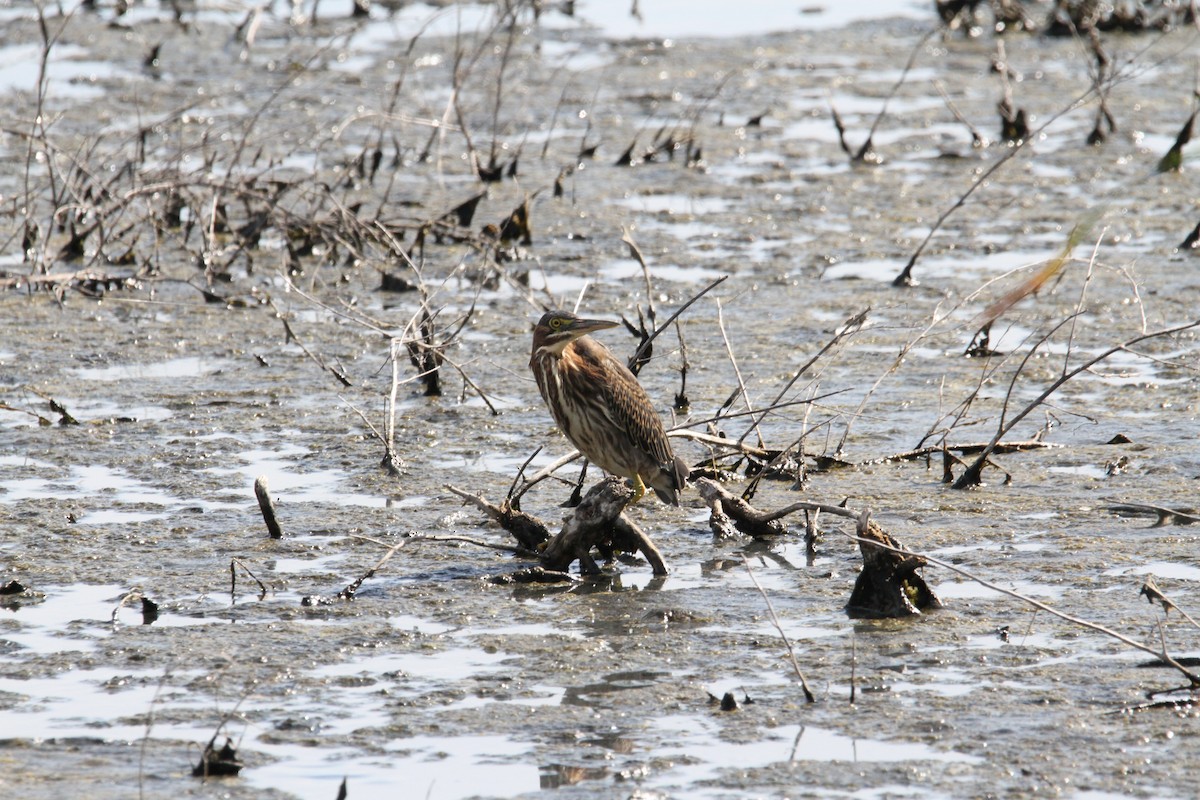 Green Heron - ML641804752