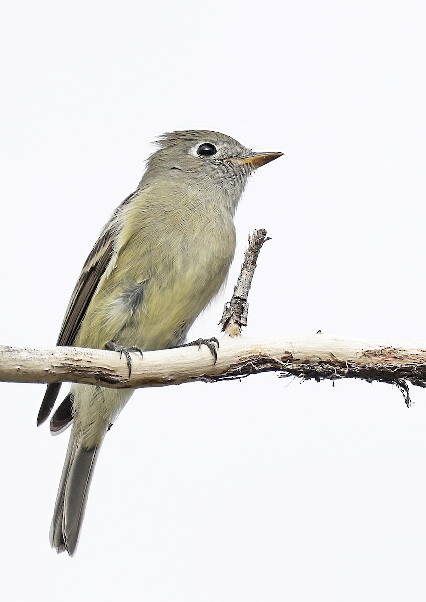 Hammond's Flycatcher - ML641804753