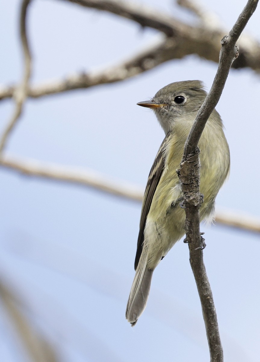 Hammond's Flycatcher - ML641804754