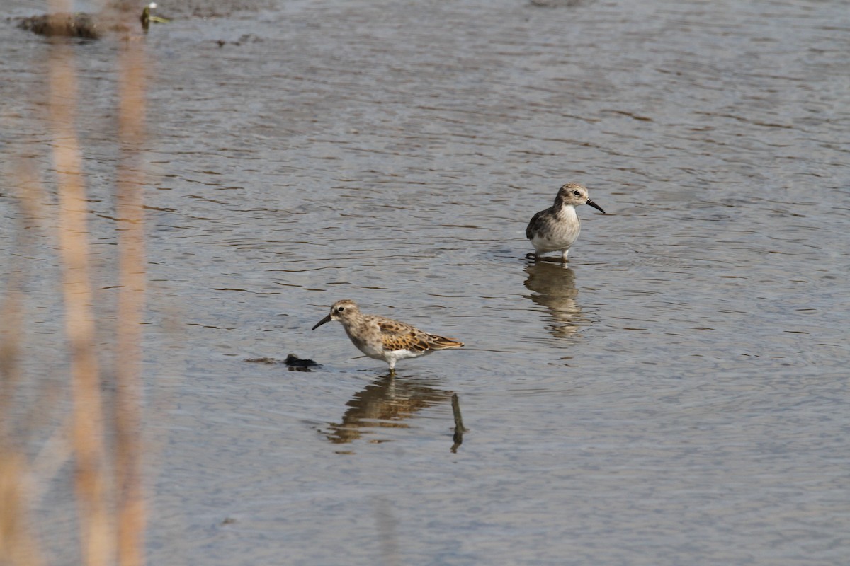 Least Sandpiper - ML641804758