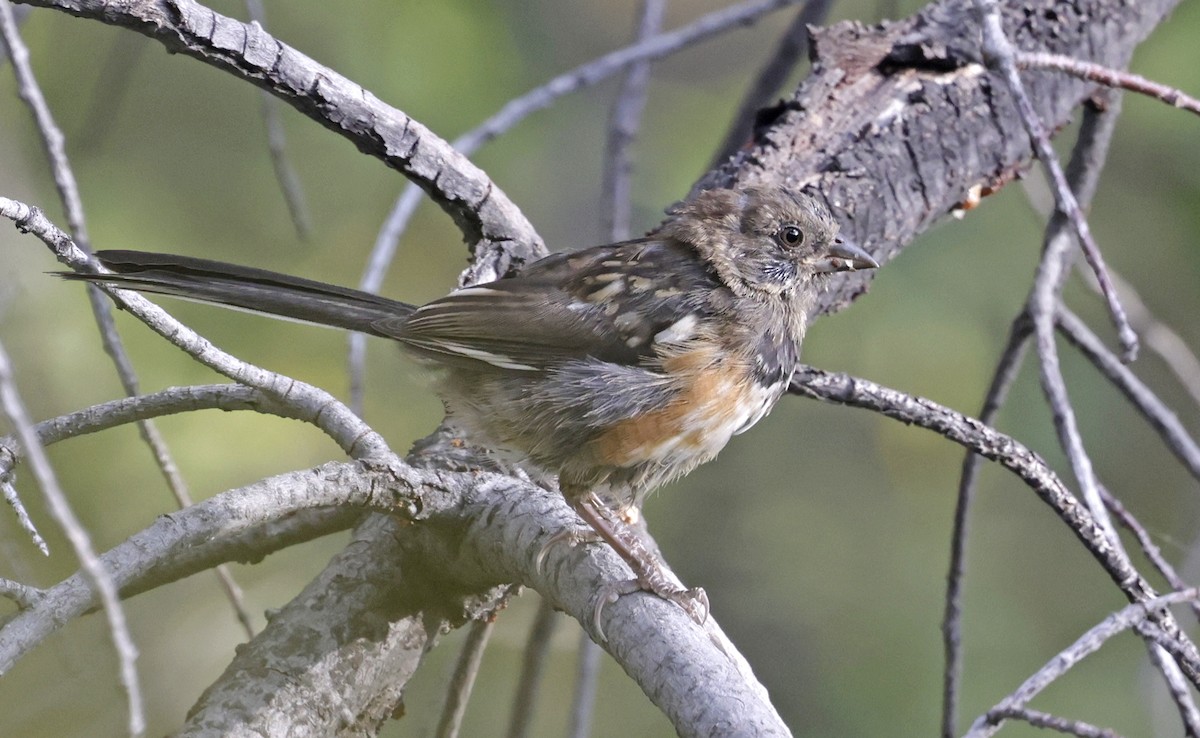 Spotted Towhee - ML641804761