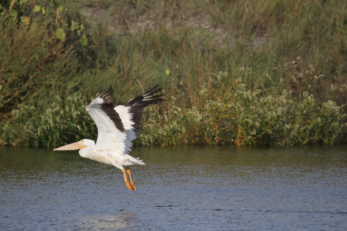 American White Pelican - ML641804774