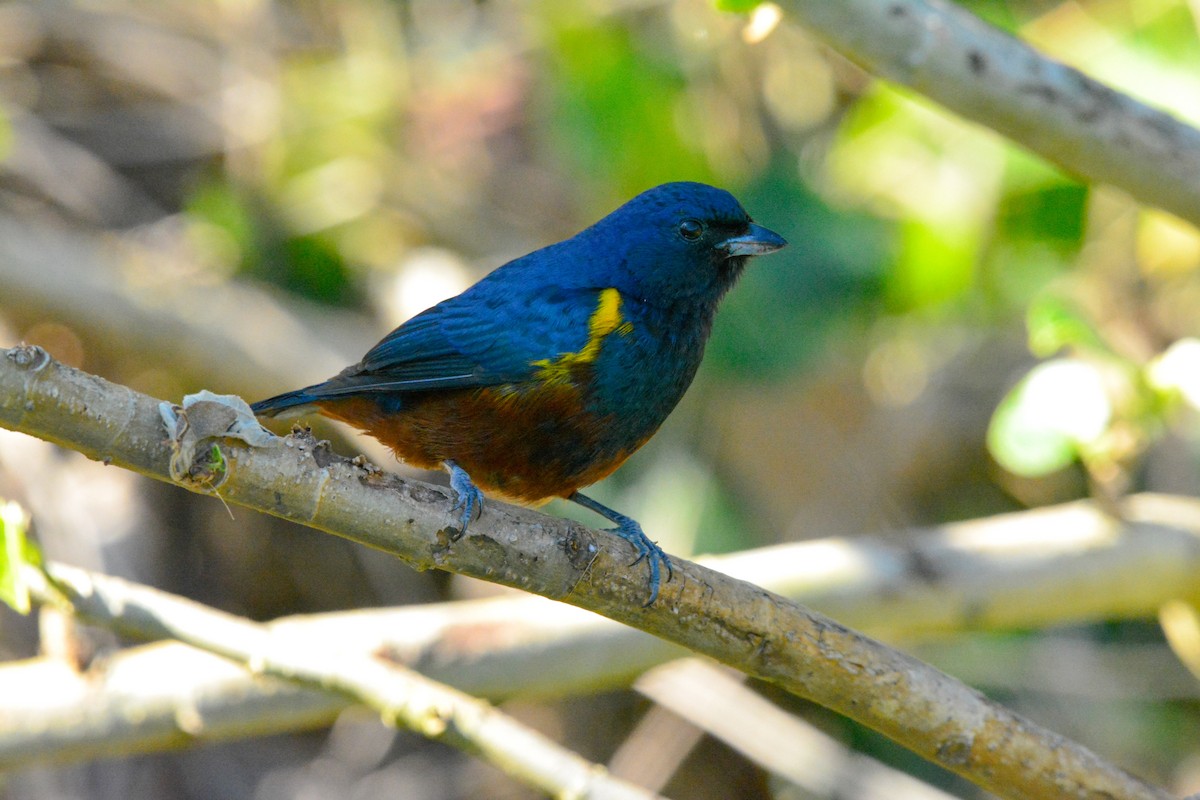 Chestnut-bellied Euphonia - ML641804777