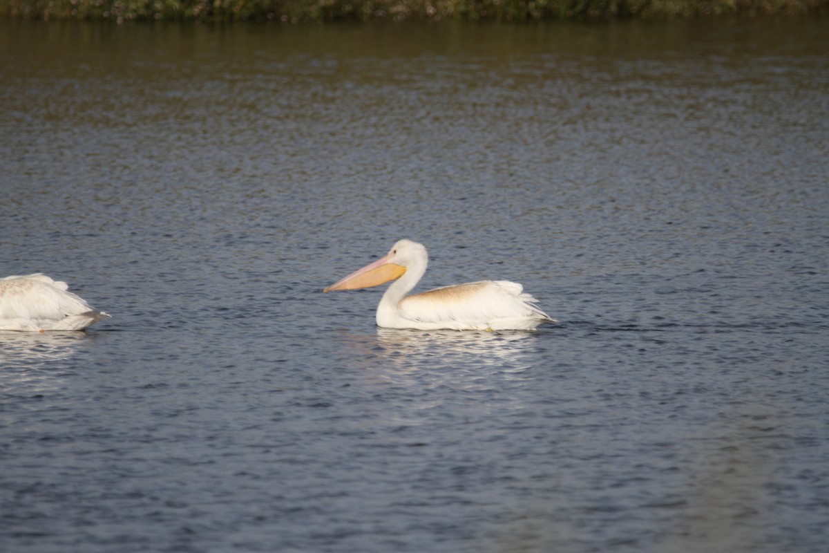 American White Pelican - ML641804781