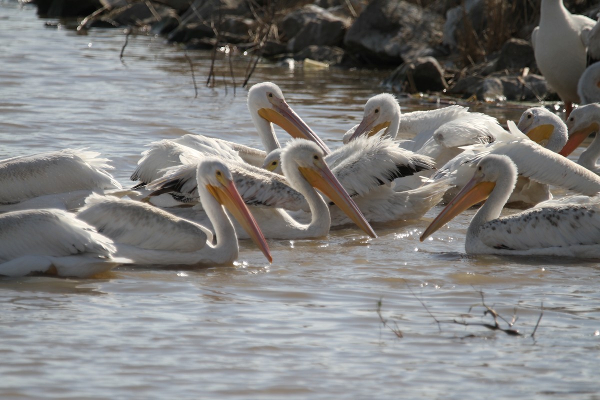 American White Pelican - ML641804785
