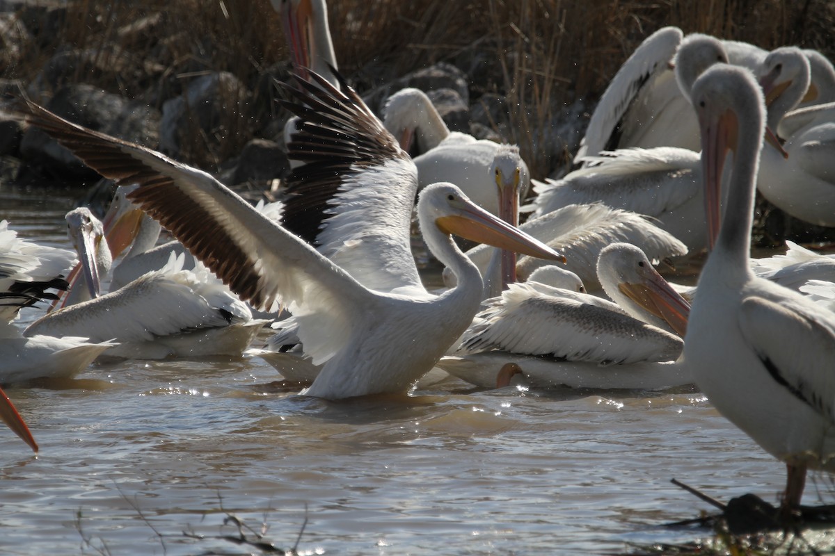 American White Pelican - ML641804787