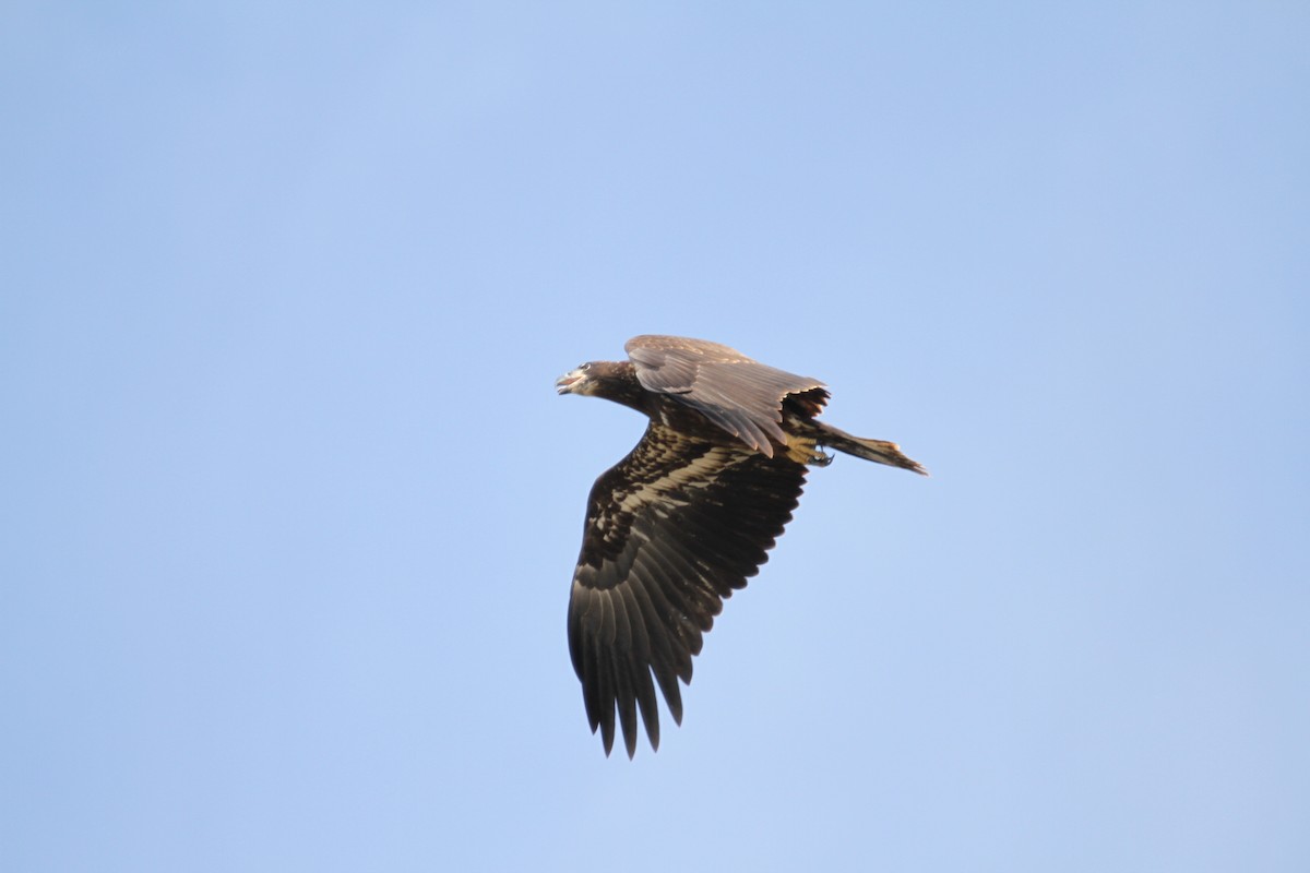 Bald Eagle - ML641804793