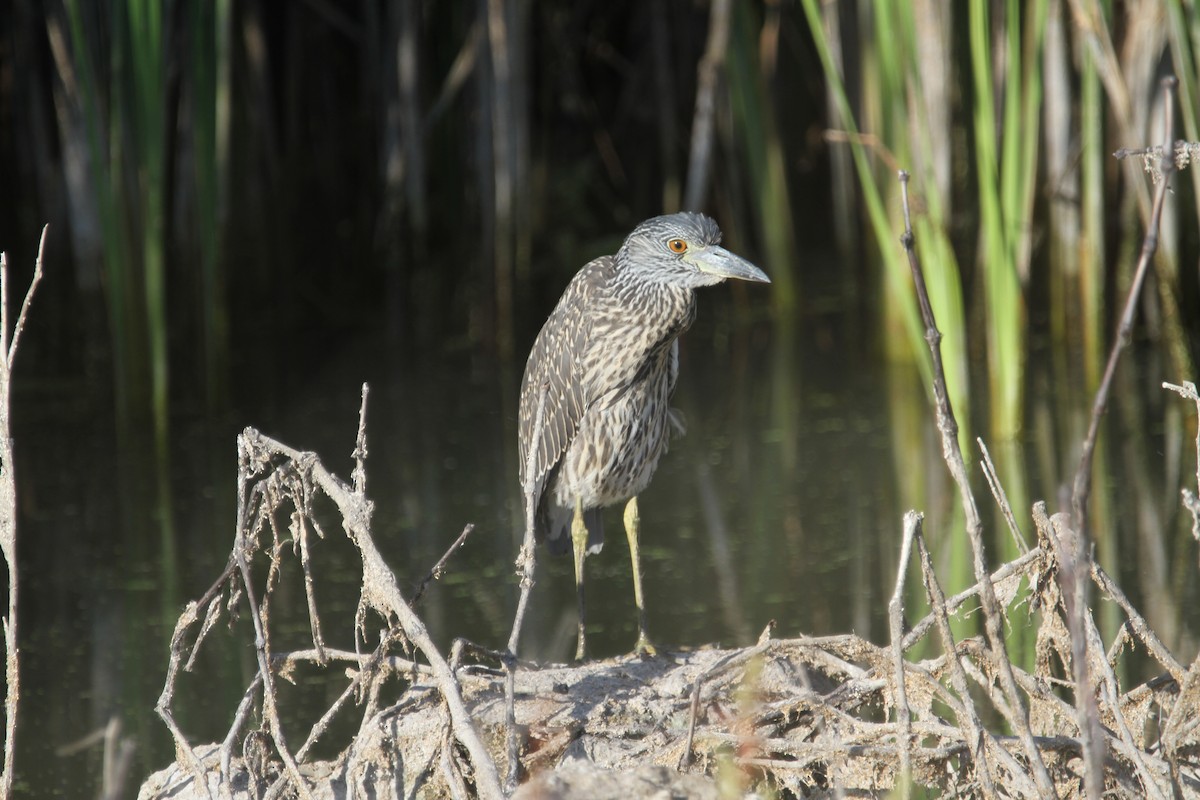 Yellow-crowned Night Heron - ML641804797