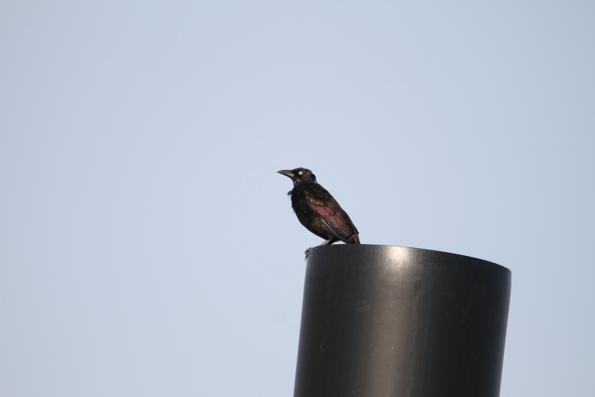 Common Grackle - ML641804819
