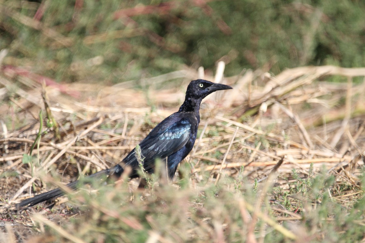 Great-tailed Grackle - ML641804825