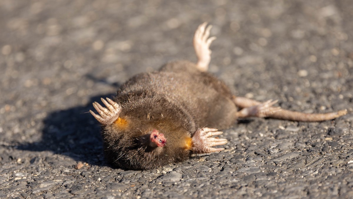 Star-nosed Mole - ML641804836