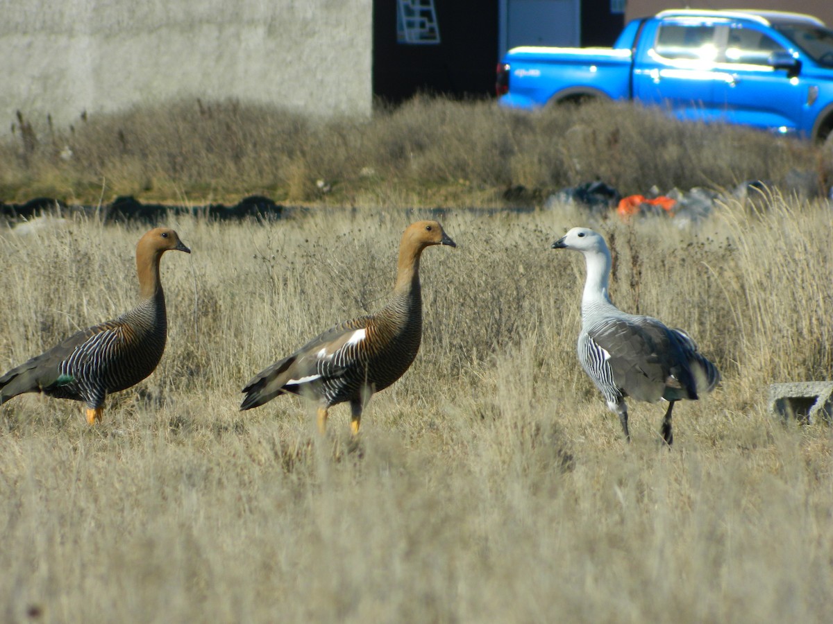 Magallaesko antzara - ML641804838