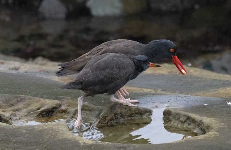 Black Oystercatcher - ML641804863