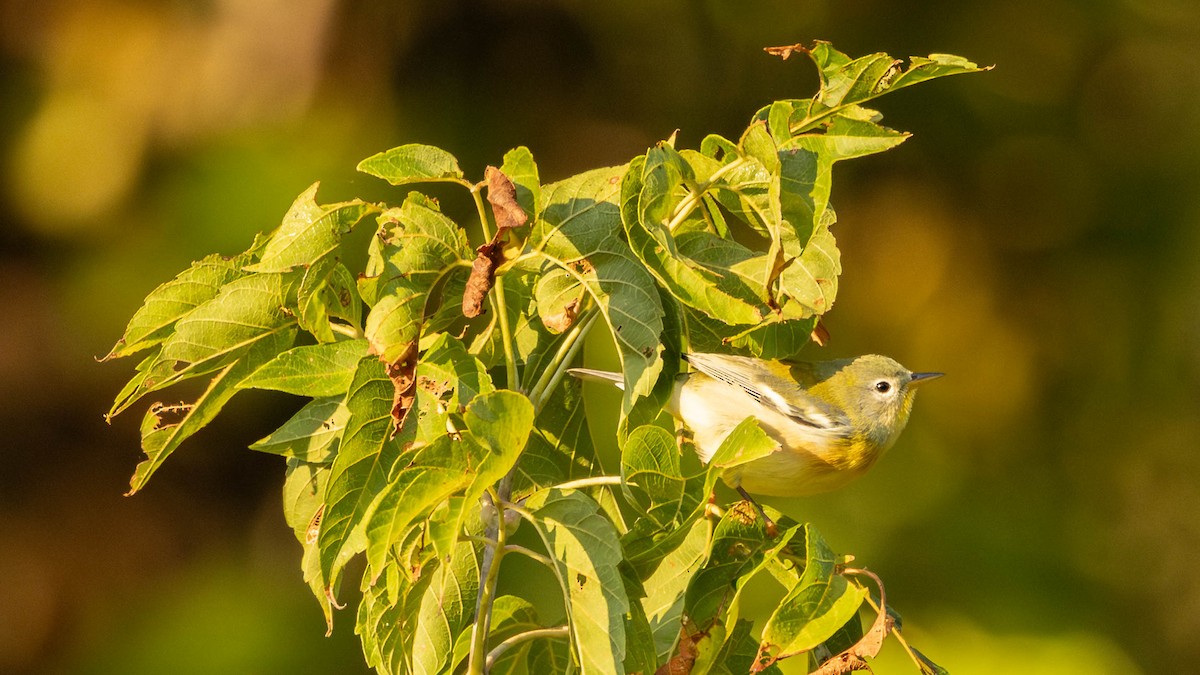 Northern Parula - ML641804877