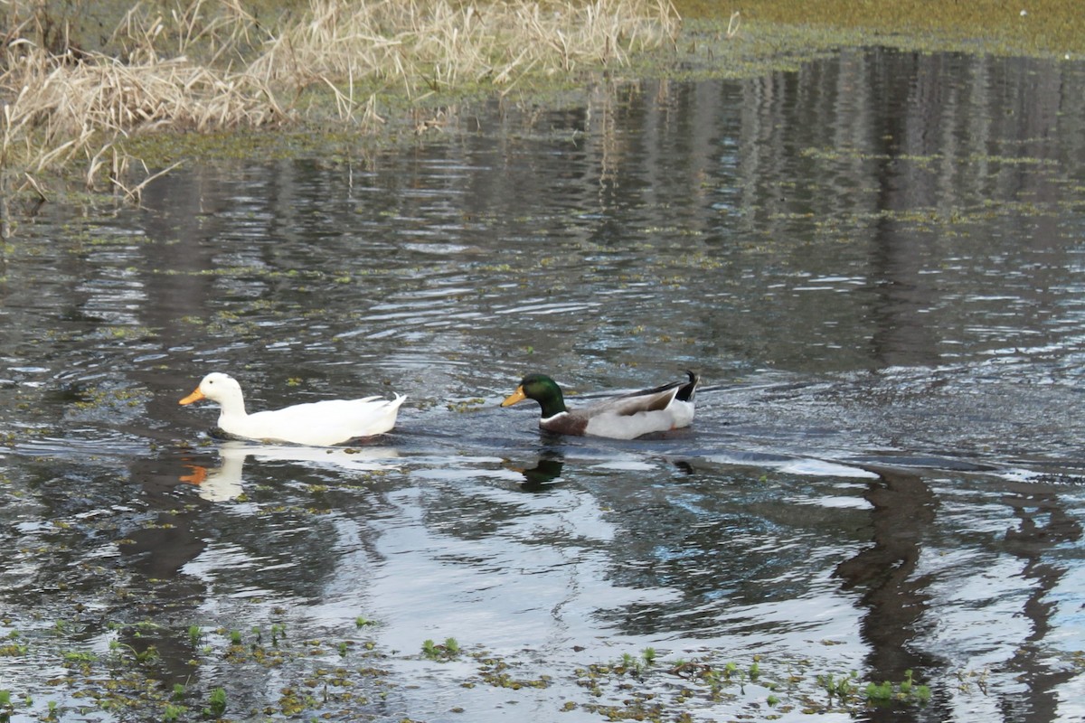 Mallard - ML641804879